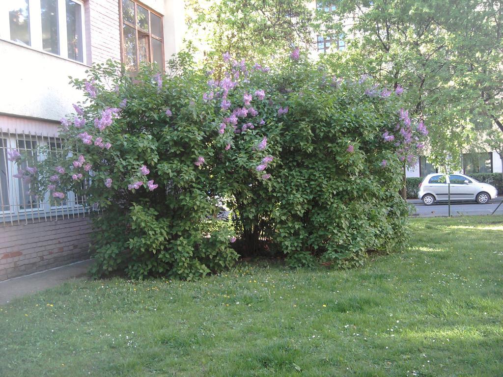 Belvárosi Studio Apartman Győr Exterior foto